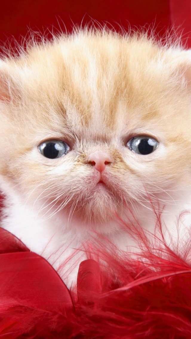 1850 Cutest Kitten